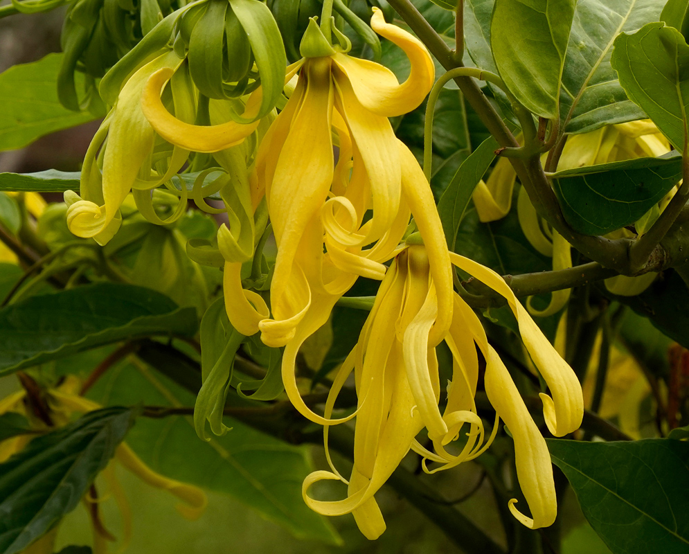 Cananga odorata Flowers Multiple yellow Cananga odorata flowers in bloom, with curved petals cascading down among lush foliage