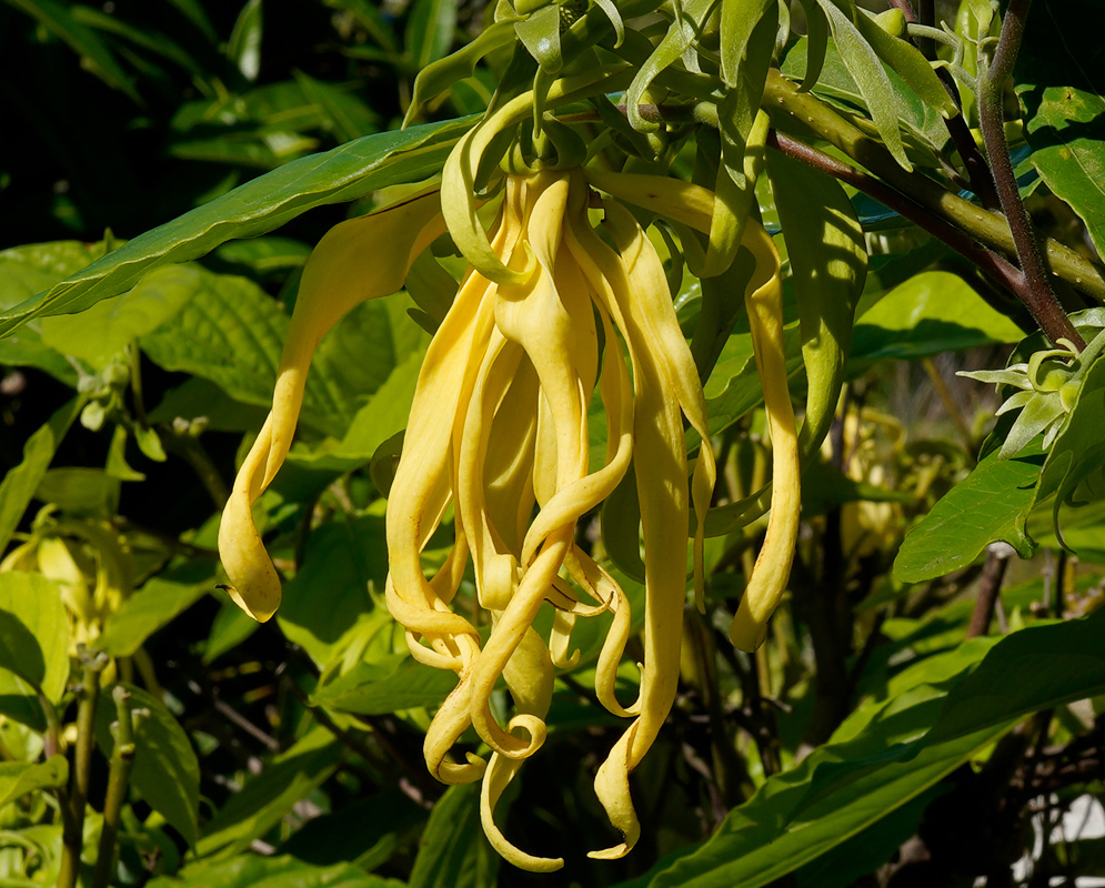 Cananga odorata Yellow Flowers A cluster of drooping yellow Cananga odorata flowers with long, twisted petals hanging from a leafy branch