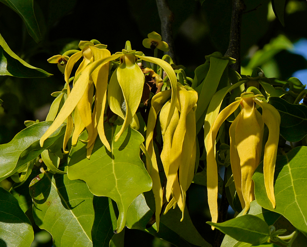In front of a dark blue sky yellow flowers on a cananga odorata tree