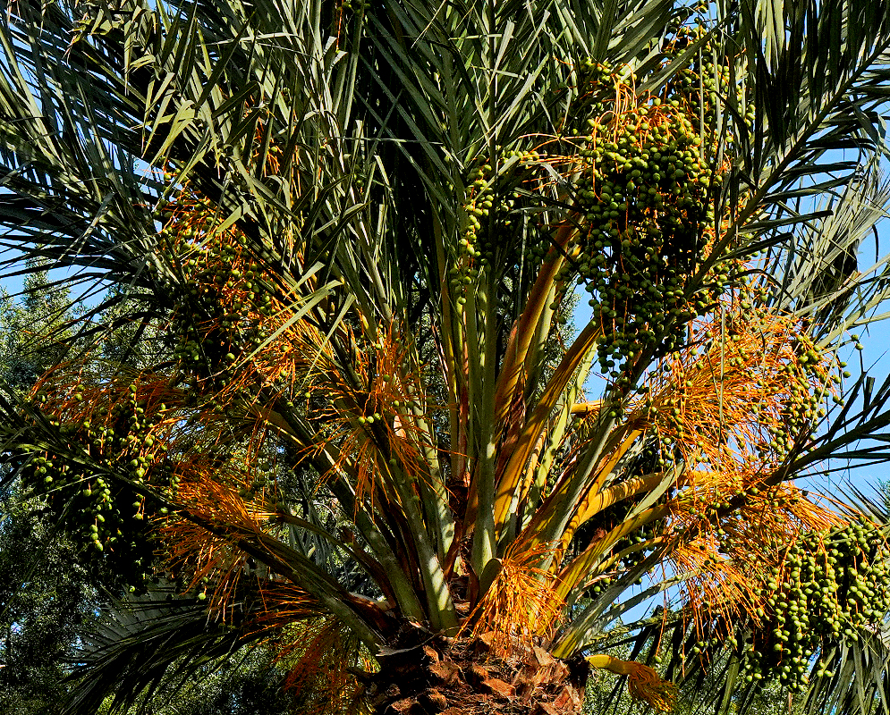 Phoenix canariensis Infloresence Phoenix canariensis with rusty-orange inflorescences and green fruits