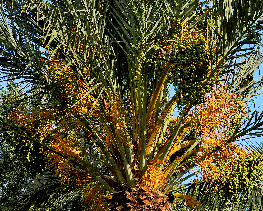 Phoenix canariensis with rusty-orange inflorescences and green fruits