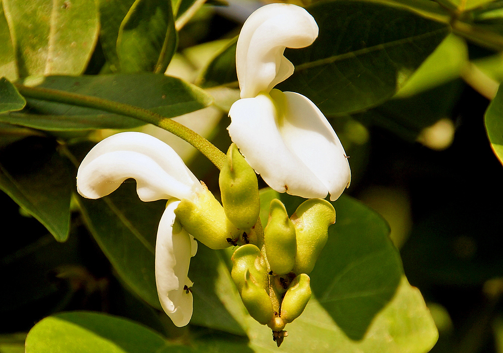Two white Canavalia brasiliensis flowers with yellow-green sepals in sunlight
