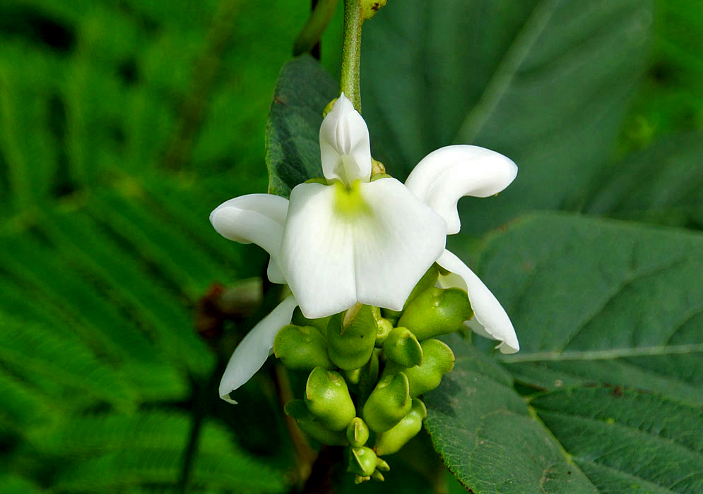 A white Canavalia brasiliensis flower with a greenish yellow center