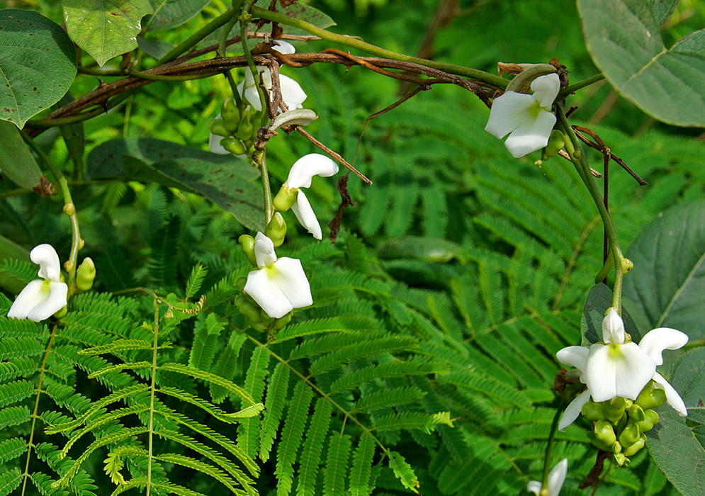 A Canavalia brasiliensis  vine with white flowers