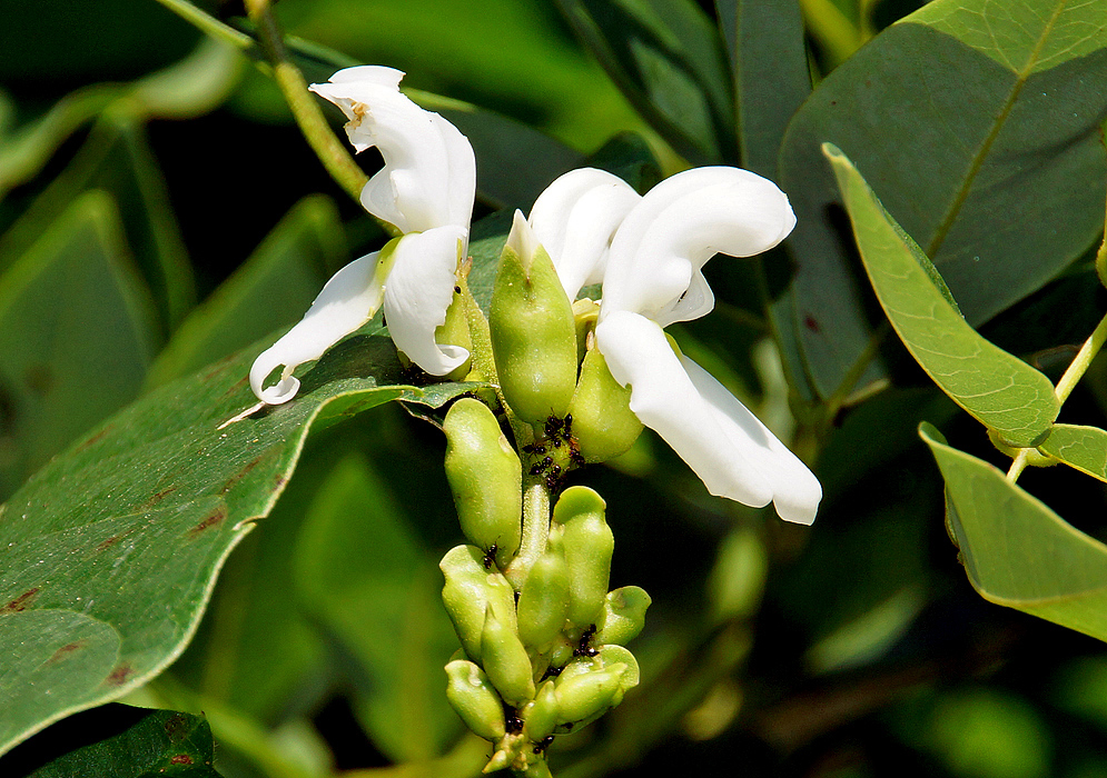 Ants on top of white Canavalia brasiliensis flowers with yellow-green sepals and buds