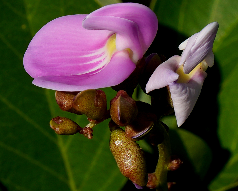 Close-up of a single pink Canavalia rosea flower with delicate petal folds and yellow-white markings near the center