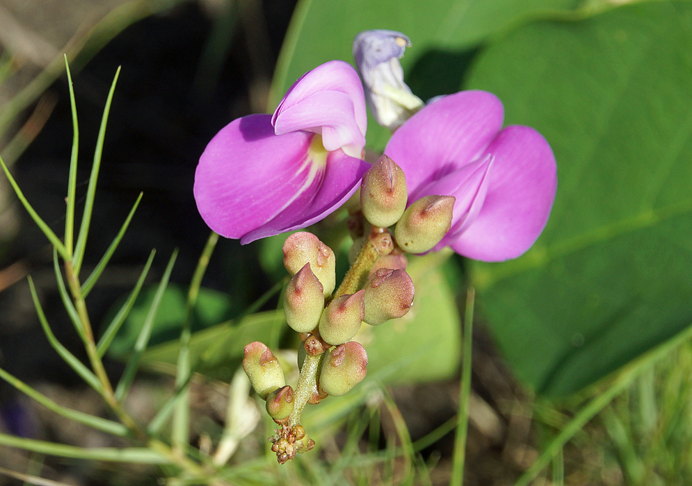 Two pink flowers and green flower buds on a small spike 