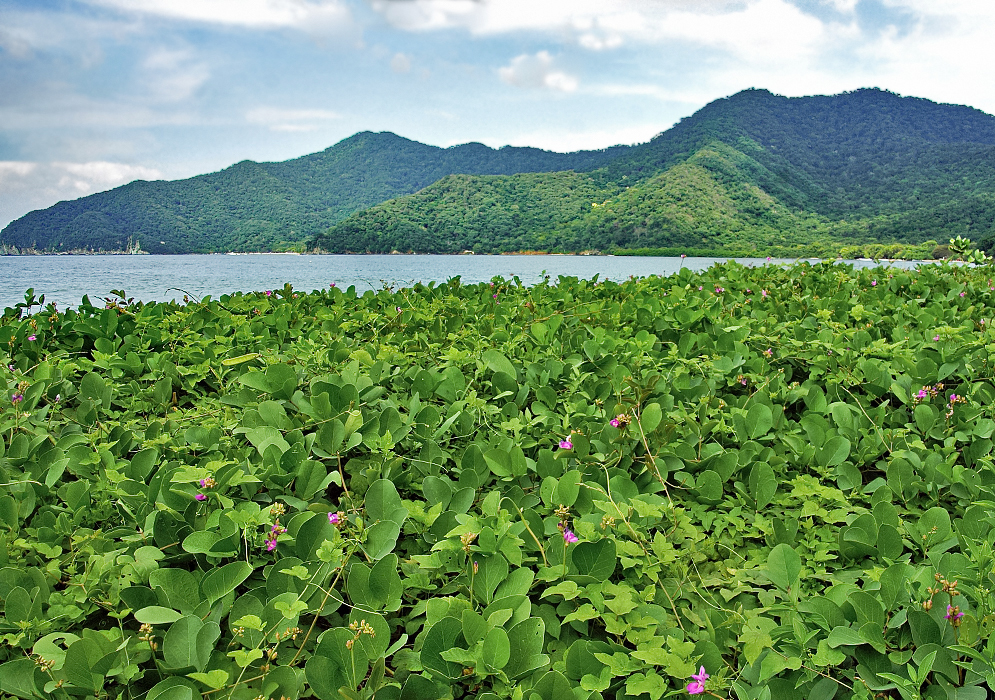 Green mountains and blue sea with blooming Canavalia rosea plants in the foreground