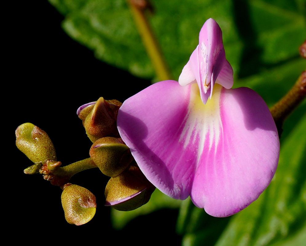 A front-facing view of a bright pink Canavalia rosea flower with visible veining and unopened buds on the side