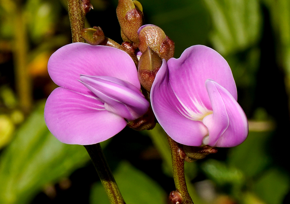 Two open Canavalia rosea flowers with soft pink petals lit by sunlight, surrounded by emerging buds. Title tag: Canavalia rosea Flowers in Sunlight