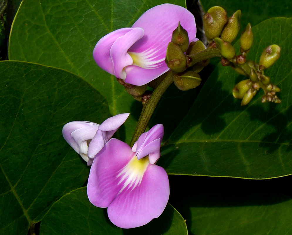 Pair of blooming Canavalia rosea flowers with purple-pink petals and yellow centers resting above green leaves