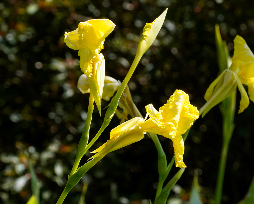 Canna flaccida Yellow Flowers Tall stems of Canna flaccida with large, ruffled yellow flowers held above elongated green buds against a dark background