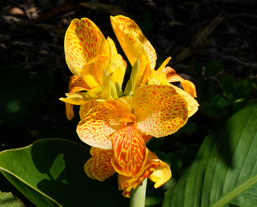 Canna × generalis Flowers Yellow A richly speckled yellow Canna × generalis flower with curled petals and vibrant patterns, highlighted by the sun