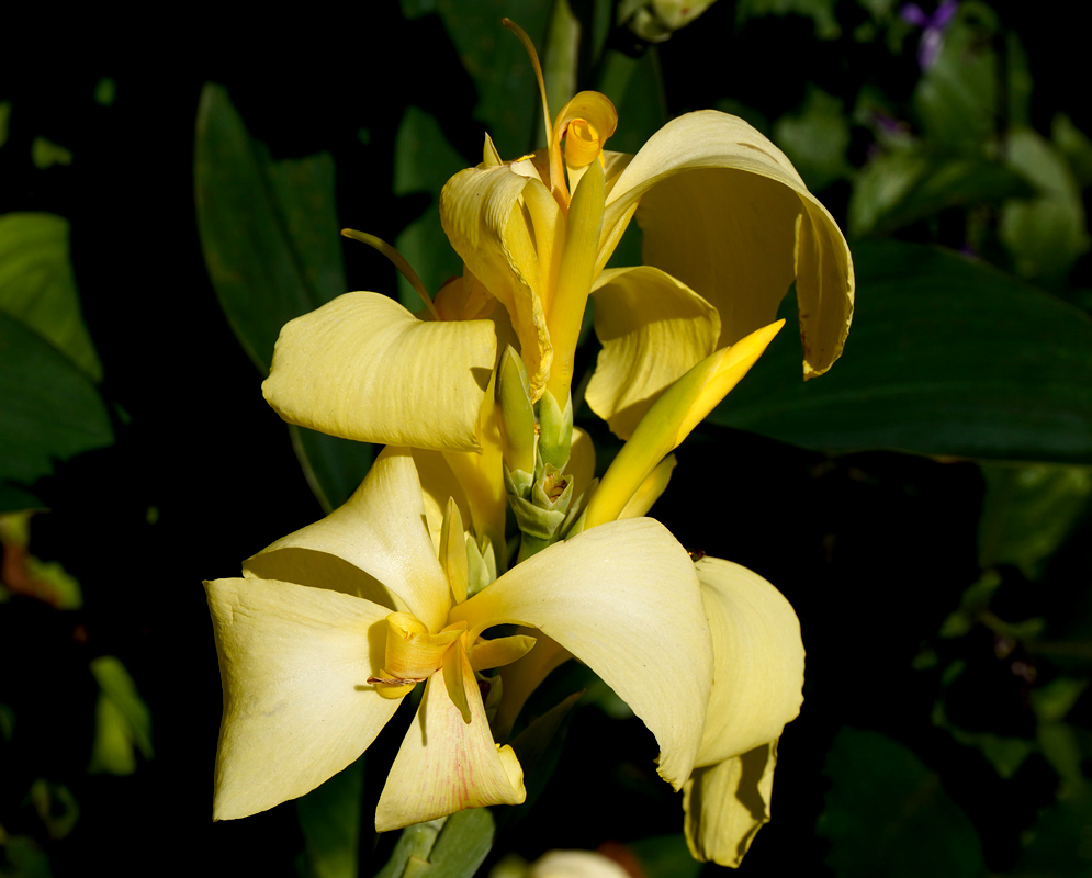 Canna × generalis Yellow Flowers A vibrant cluster of Canna × generalis flowers with yellow petals covered in fine red speckles, blooming brightly in dappled sunlight