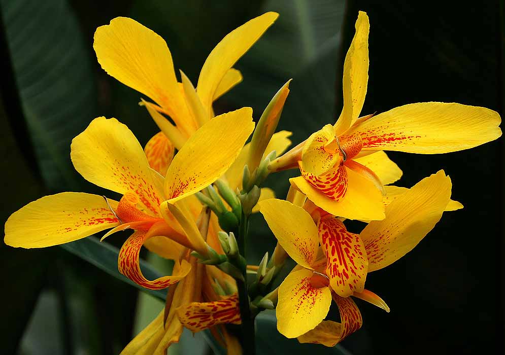 Yellow Canna glauca flowers with red-orange markings