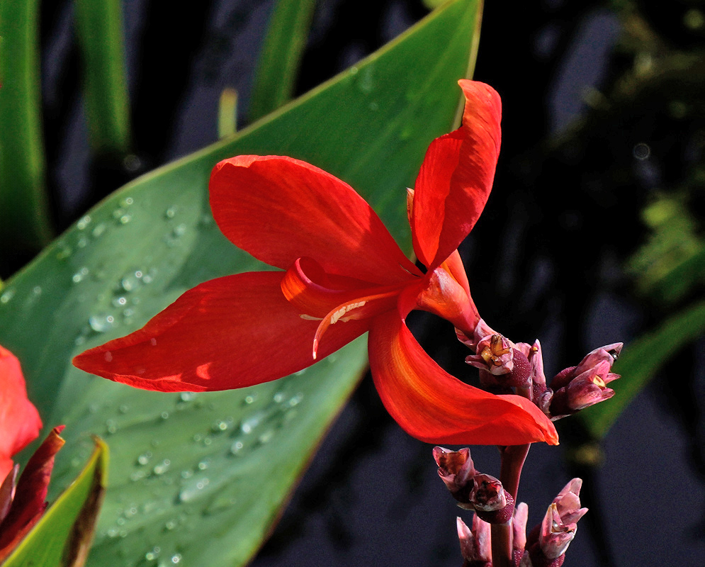 A vivid red Canna glauca flower with elongated, narrow petals emerging from a cluster of developing buds against large green leaves