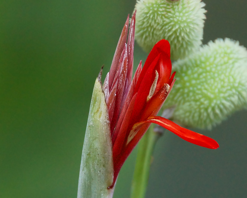 A red Canna indica flower opening up in front of two green seed pods