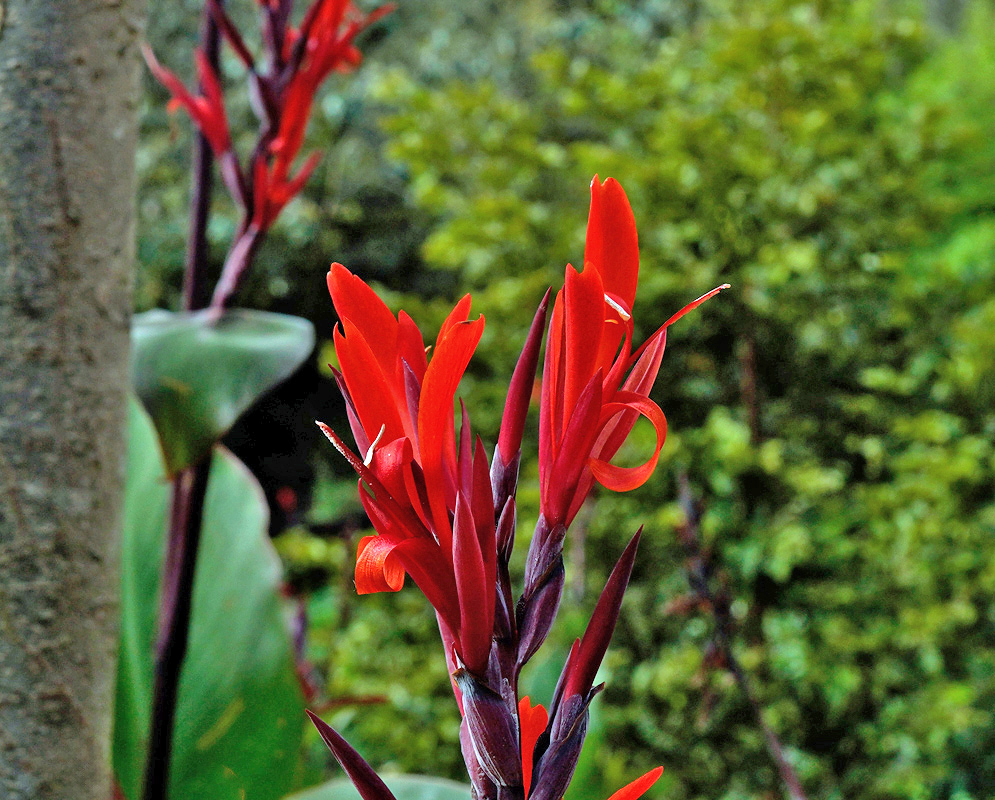 Canna indica Bright Red Flowers A vivid cluster of deep red Canna indica flowers with narrow, upright petals emerging from a dark maroon stalk against a blurred garden background