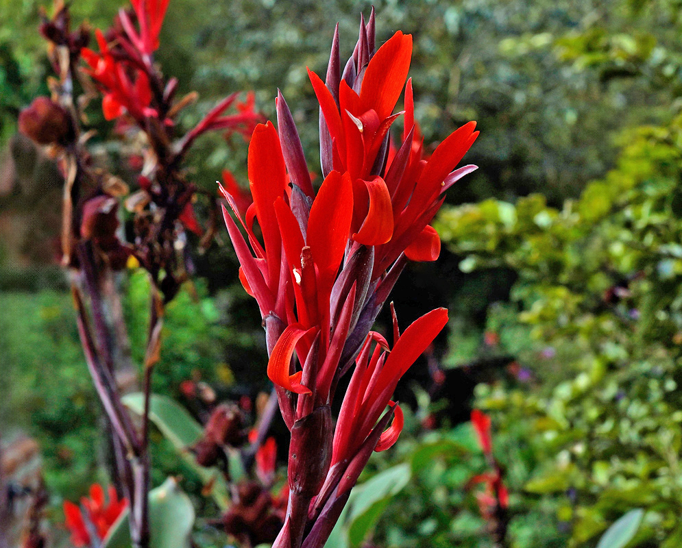 Canna indica Red Flowers A close-up of bright red Canna indica blossoms with curled petals and reddish-purple stems set against lush green foliage