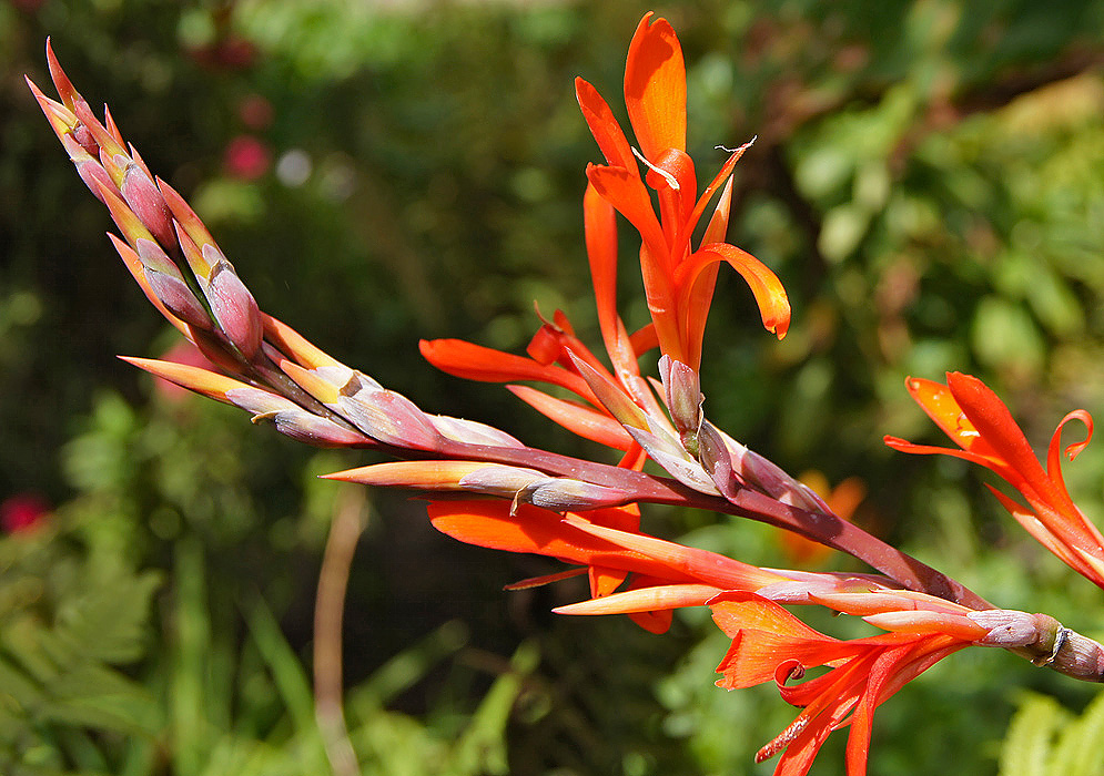 A Canna indica spike of orange flowers 