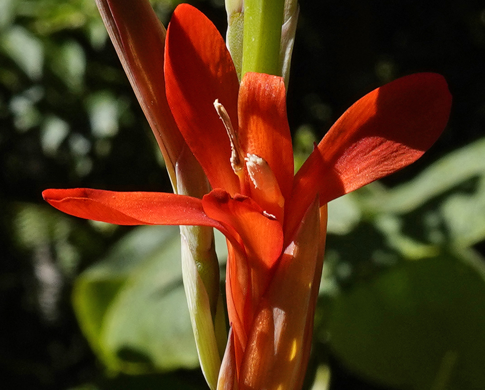 Bright red Canna indica flower in sunlight