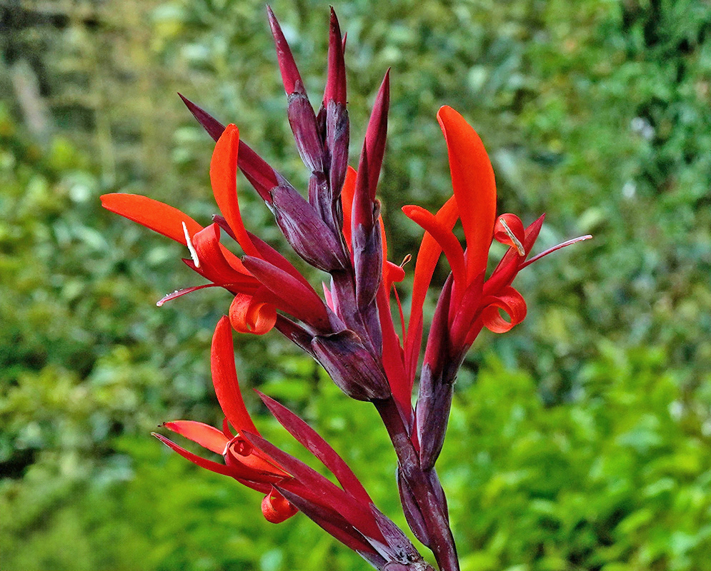 Canna indica Flowers Red A tall, spiky inflorescence of striking red Canna indica flowers with lance-shaped petals rising above surrounding plants in a forested area