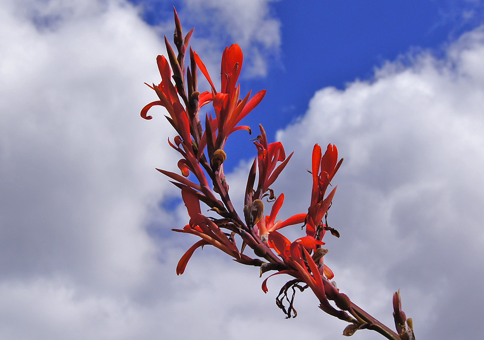 A spike of red Canna indica flowers under blue sky an white clouds