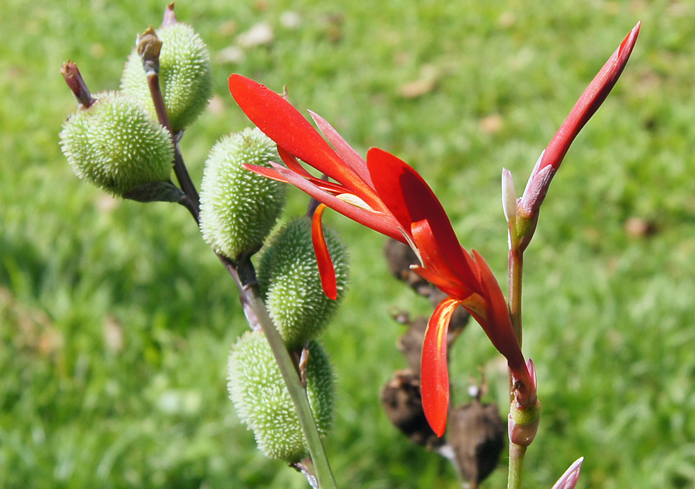 Canna indica spiky green seed pods, red flowers and red flower buds