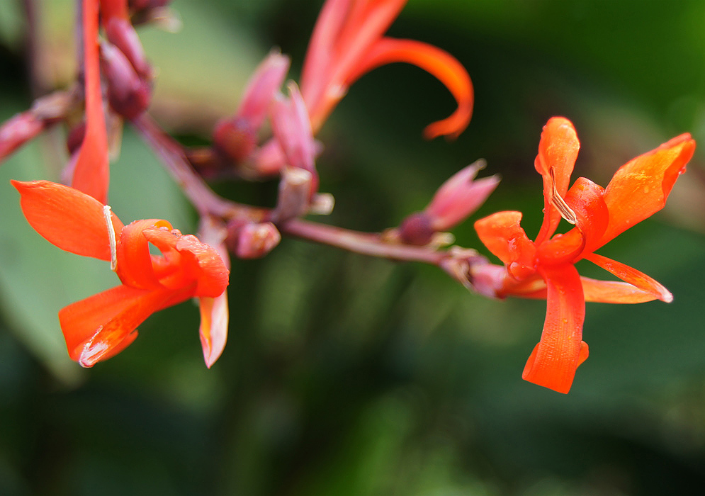 Two orange Canna indica flowers at the end of an inflorescence
