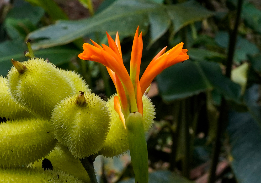 A bright orange Canna jaegeriana flower emerging beside clusters of spiny, round yellow seed pods against a backdrop of green foliage