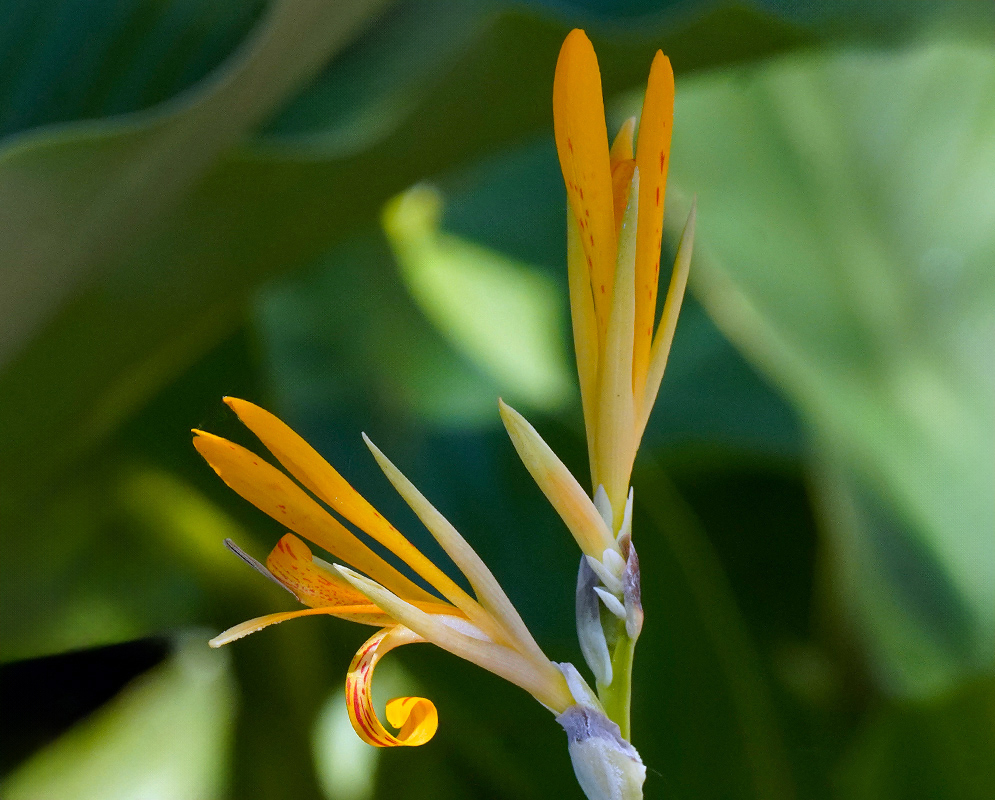 Canna paniculata Flower Detail Close view of two narrow orange flowers of Canna paniculata, their slender staminodes flecked with red and rising from pointed buds against soft green foliage