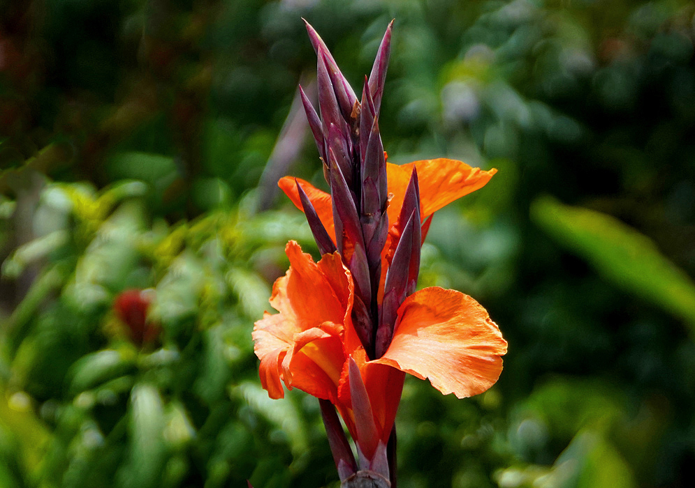A flower spike full of purplish buds and one orange flower
