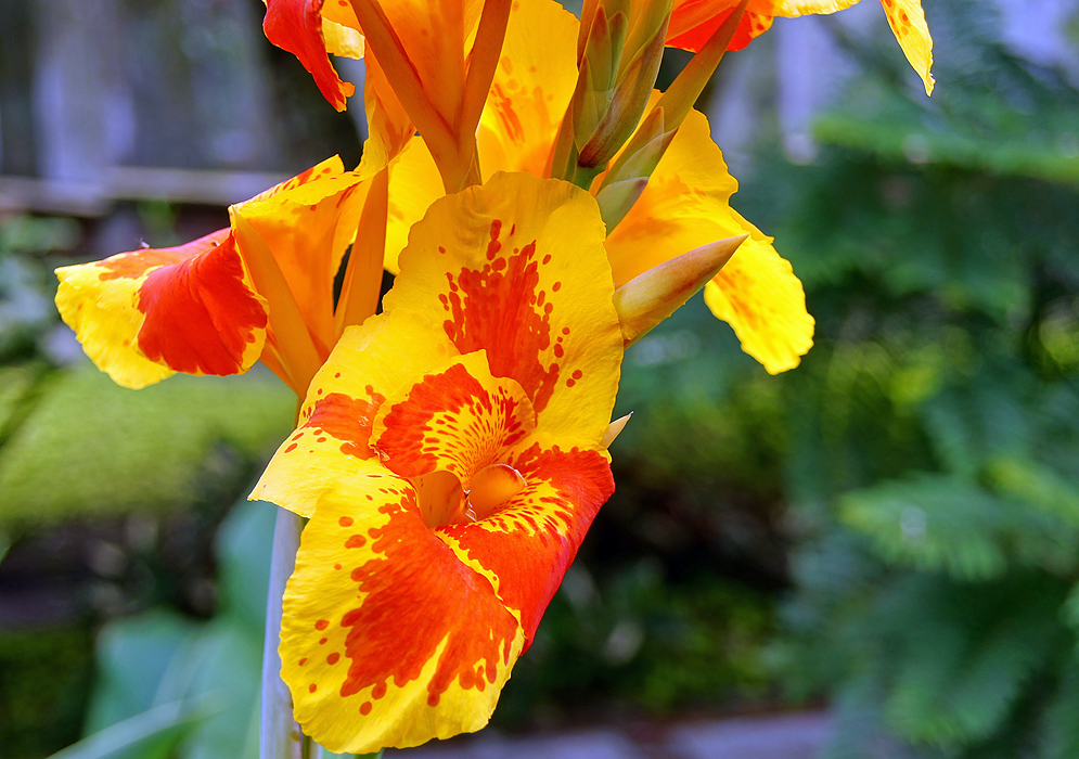 Yellow Canna indica flower with patches of orange