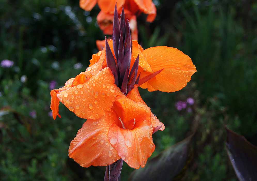 Wet orange flowers of a Canna × generalis