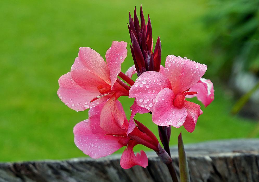 A cluster of rose-pink Canna indica flowers covered in raindrops