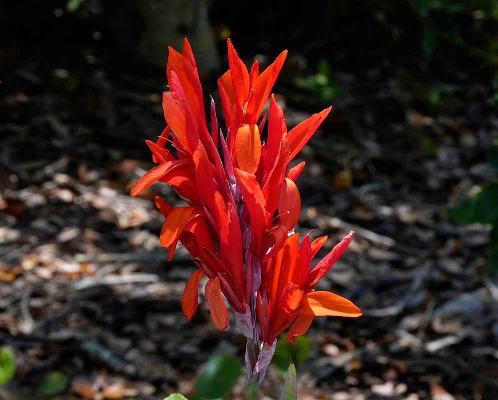 Canna × generalis Red Flowers A tall spike of striking red Canna × generalis flowers with elongated petals glowing in the sunlight