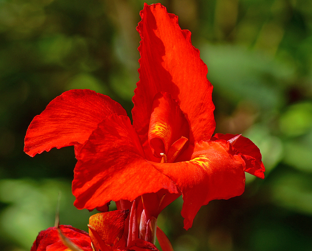 Bright red Canna × generalis flower in sunlight with yellow markings