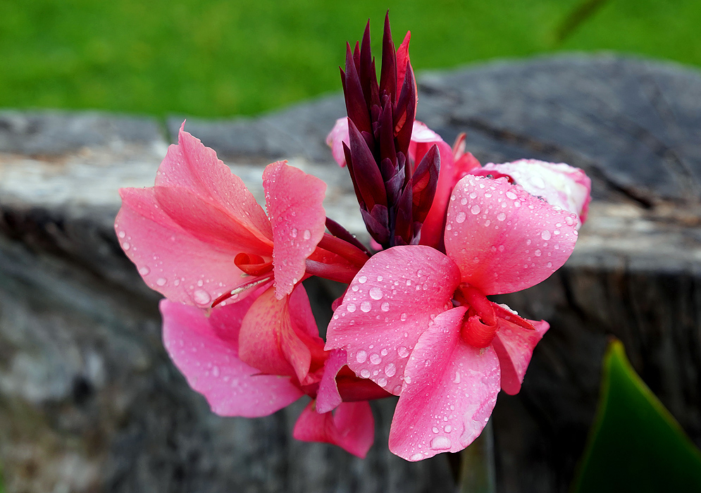 Two rose-pink Canna indica flowers covered in raindrops