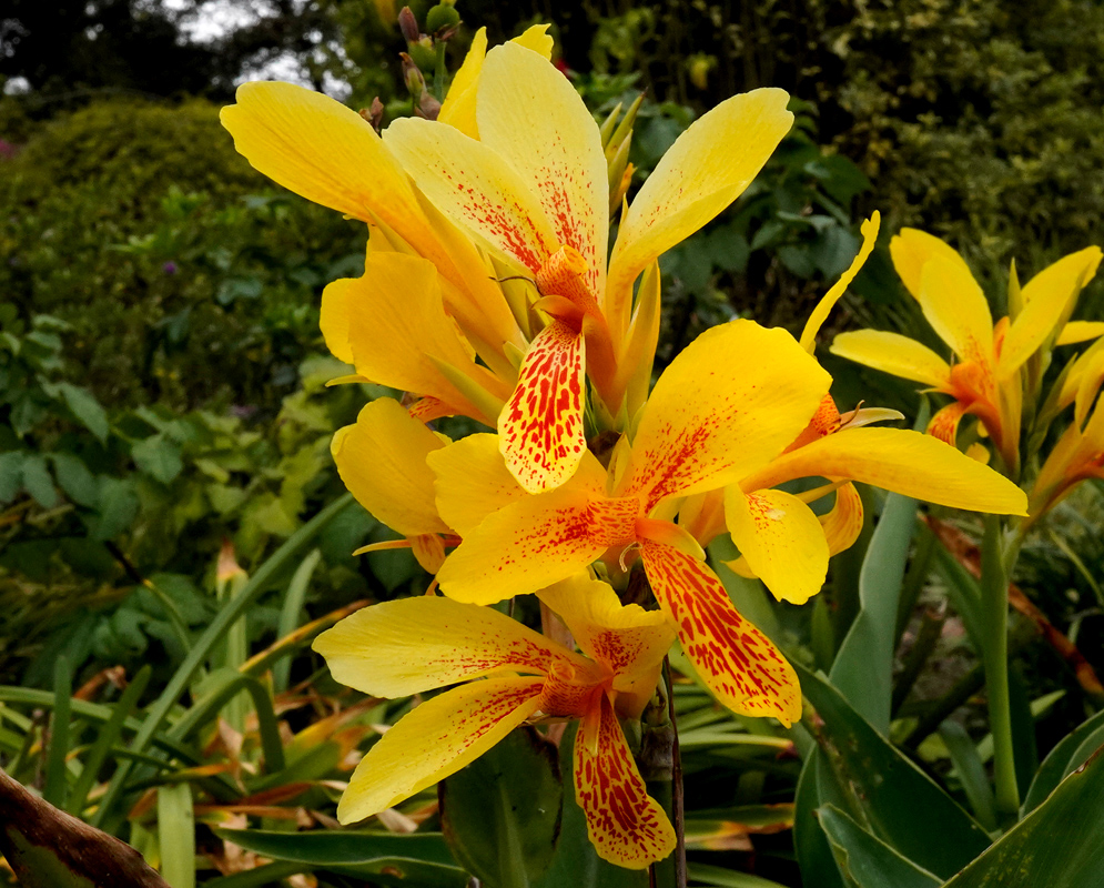 Canna × generalis Yellow Flowers A close-up of yellow Canna × generalis blossoms featuring soft petals dotted with orange markings, surrounded by leafy greens