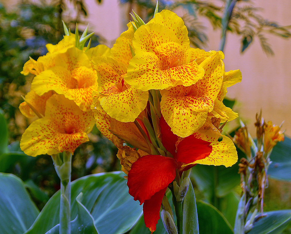 Yellow Canna × generalis flowers with orange spots