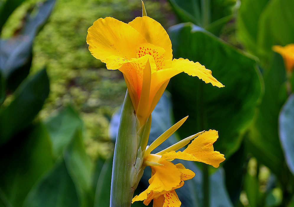 Yellow Canna × generalis flower