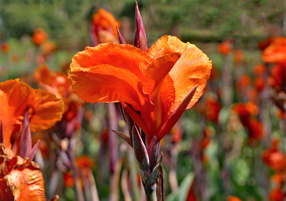 A bright orange Canna × generalis flower