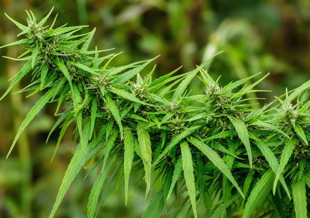 Flowering Cannabis sativa Branch Flowering Cannabis sativa branch with narrow green leaves and developing flower clusters in Colombia