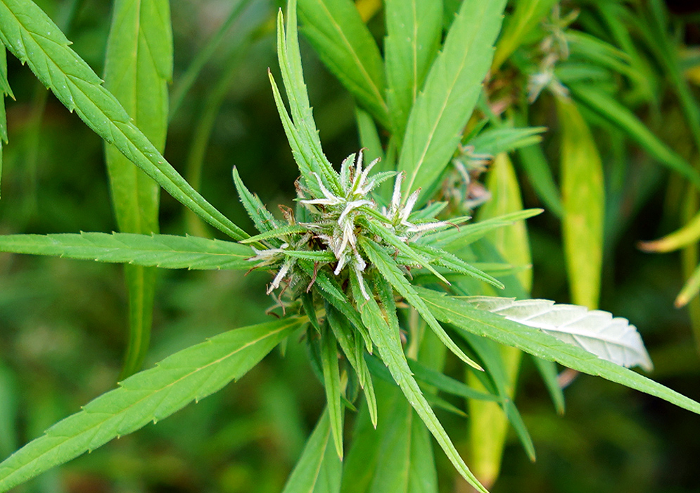 White Cannabis sativa flowers with serrated leaves