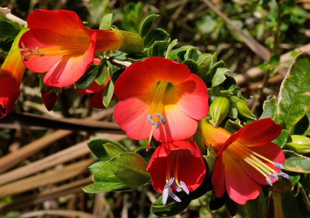 Cantua bicolor Red and Yellow Flowers Several tubular Cantua bicolor flowers with vibrant red petals transitioning to yellow throats, blooming among dark green foliage in bright sunlight.