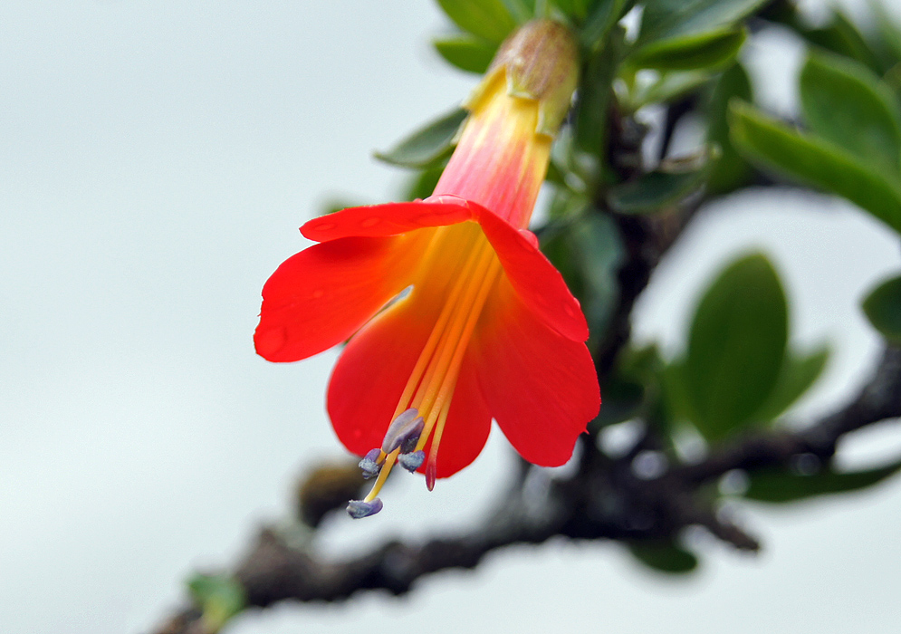 A scarlet Cantua bicolor flower with yellow filaments and purple anthers