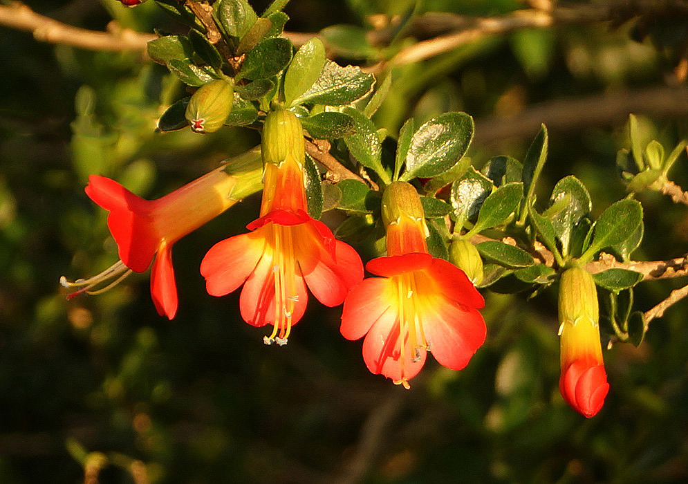 Orange Cantua flowers with yellow throat
