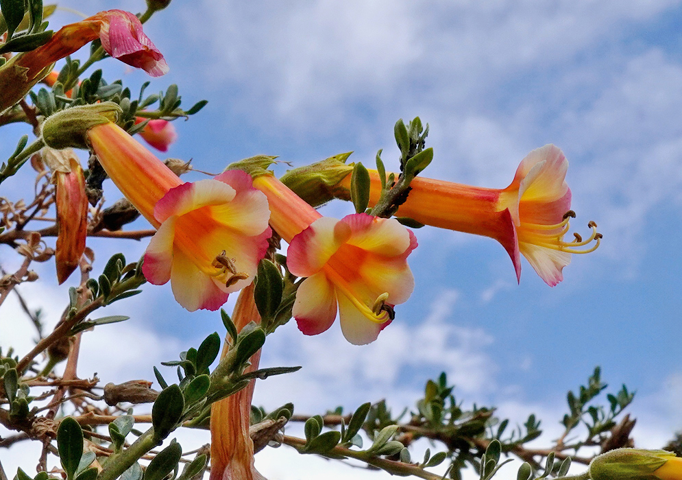Cantua buxifolia Colorful Flowers A cluster of multicolored Cantua buxifolia flowers in shades of orange, pink, and yellow, growing from slender green stems beneath a partly cloudy sky