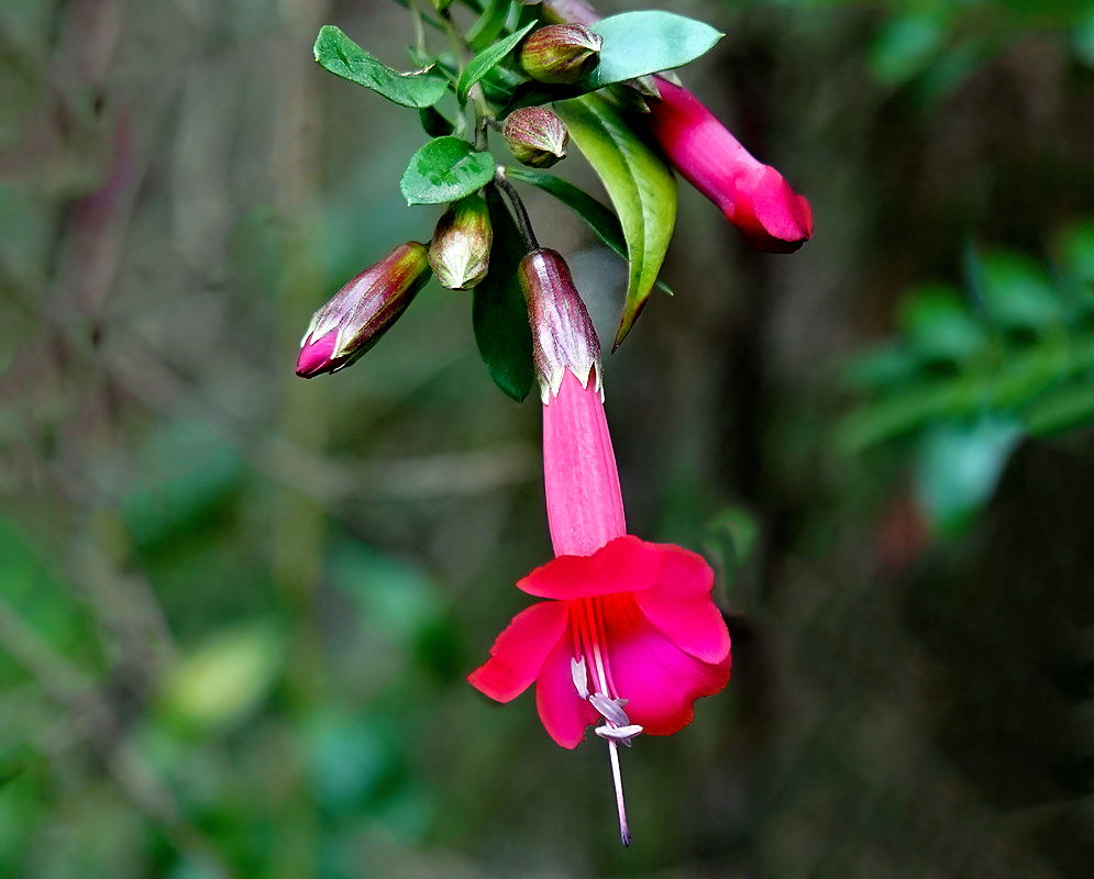 Hanging magenta-red tubular flower with puple anthers