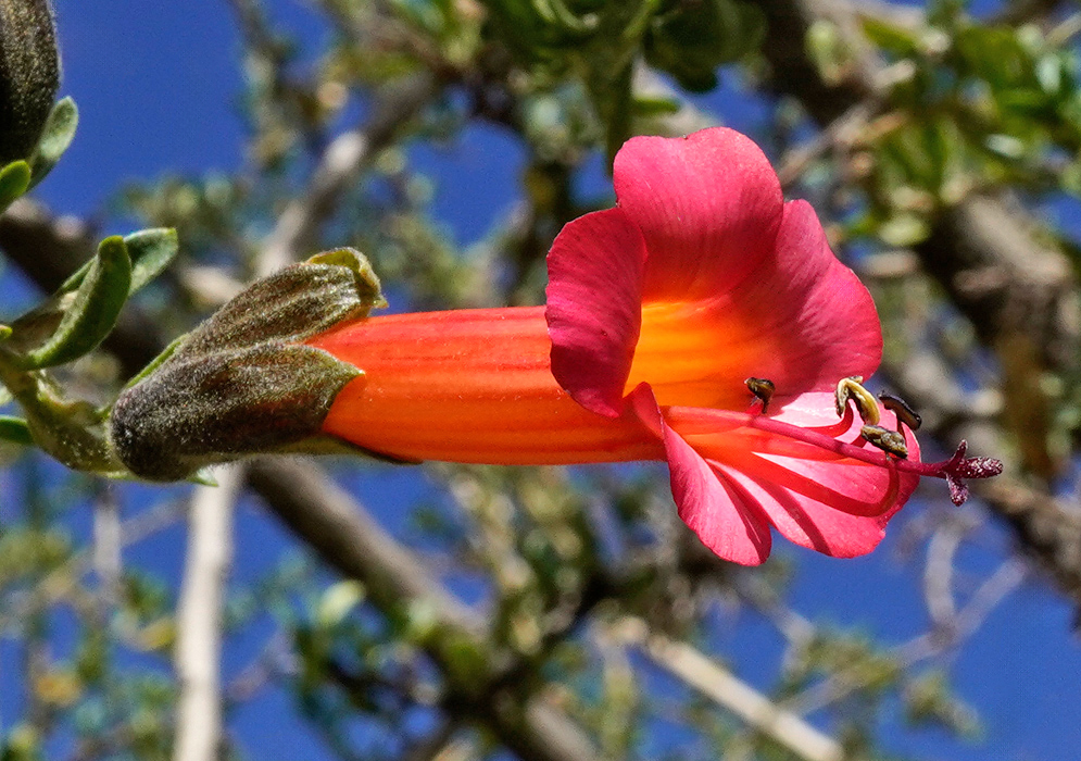 Cantua buxifolia Orange Pink Flower A vibrant orange and pink Cantua buxifolia flower with a curved tubular form and extended stamens, blooming against a deep blue sky